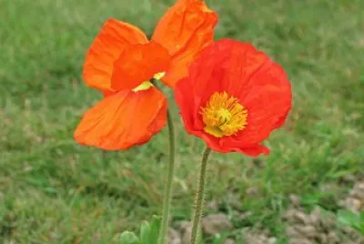 pavot