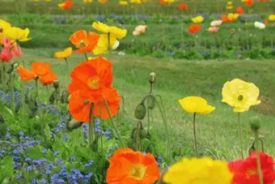 pavots jigsaw puzzle