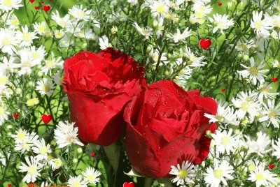rosas jigsaw puzzle