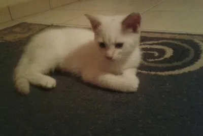 mon chat blanco jigsaw puzzle