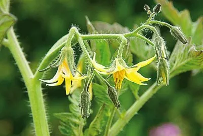 fleur de tomate
