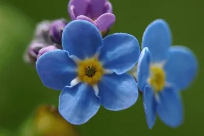 myosotis