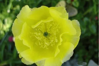 cactus flower