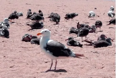 Western Gull