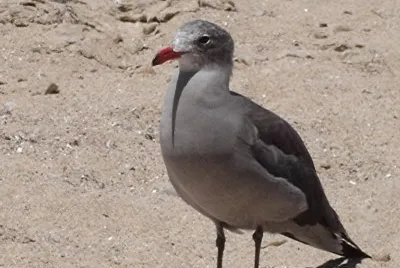 Heerman 's Gull