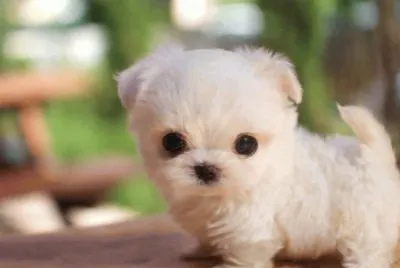 perrito adorable