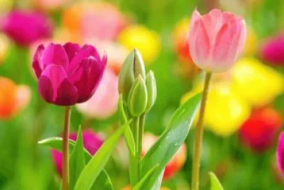 פאזל של tulipes