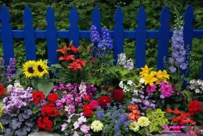 פאזל של flores