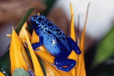 rana flecha azul