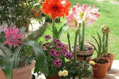 פאזל של flores