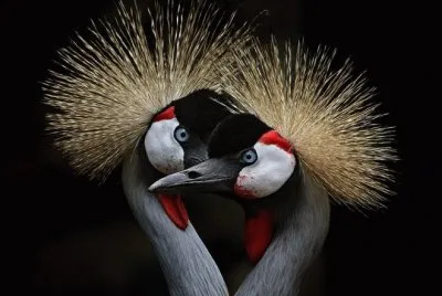 pajaros bellos