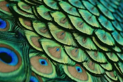 pajaros bellos