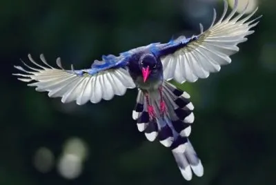 pajaros bellos
