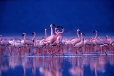 pajaros bellos
