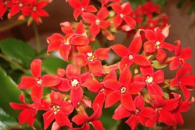 kalanchoÃ©