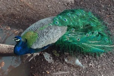 Pavão