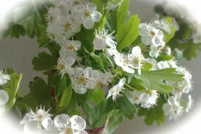 Biancospino