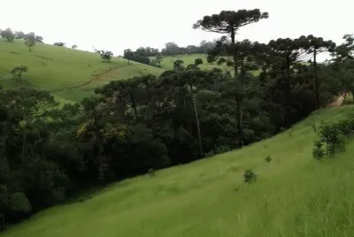 Araucárias no meio do pasto