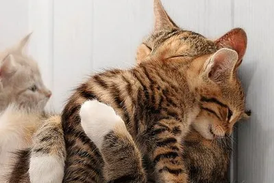 grandes amigos