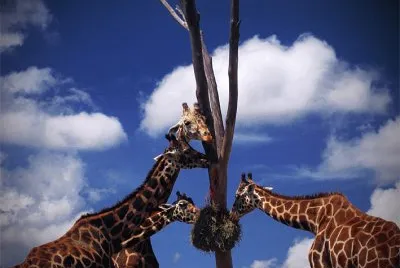 Girafas jigsaw puzzle