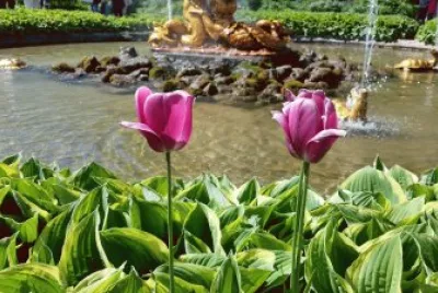 פאזל של peterhofe gardens, st.Petersburg