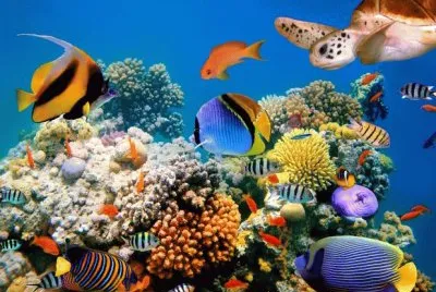 פאזל של Ã¡quario