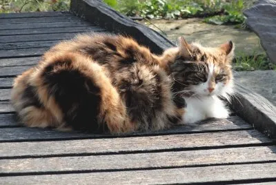 chat