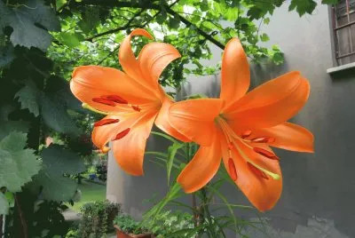 arancio