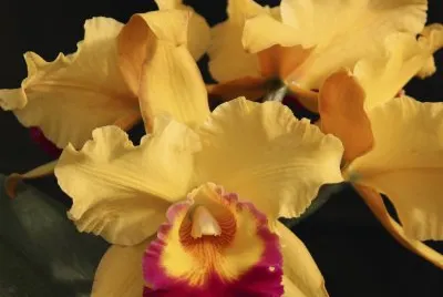 flor
