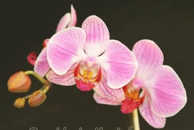 flor