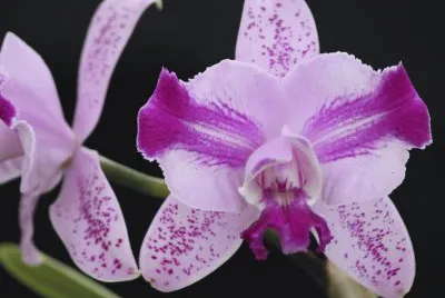 flor