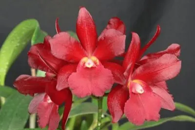 flor