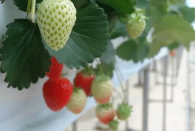 Strawberry