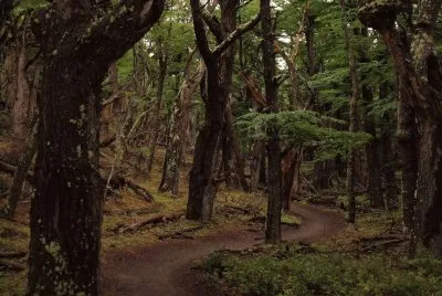 Cerca de El ChaltÃ©n. Patagonia Argentina