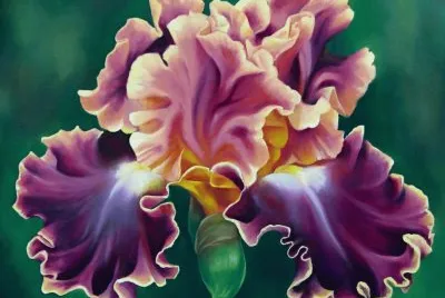 Luminata Iris Bloom jigsaw puzzle