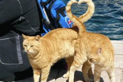 amor gatuno