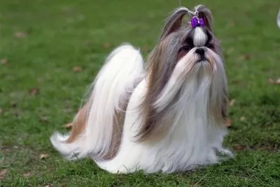 shi tzu