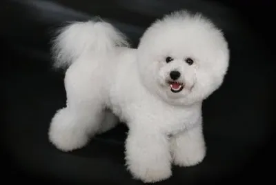 perro bichon