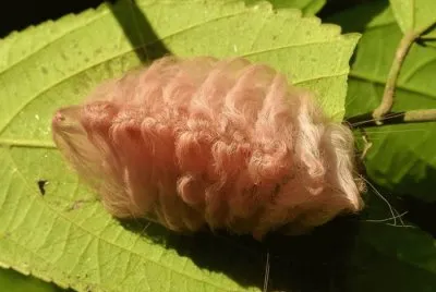 polilla de franela
