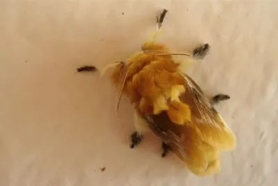 polilla de mejico