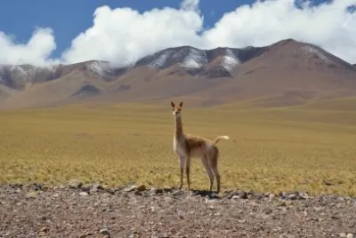 פאזל של En la Ruta 60. Catamarca. Argentina