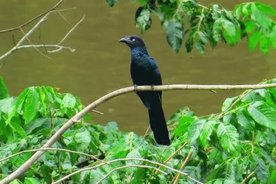 Anu