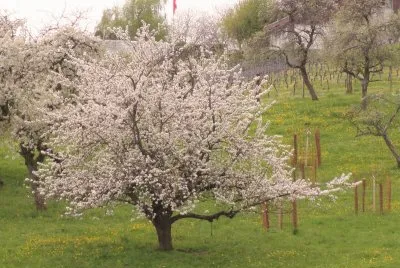 printemps