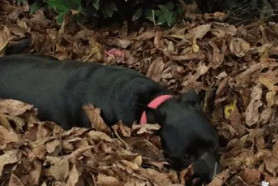 perrita en otoÃ±o