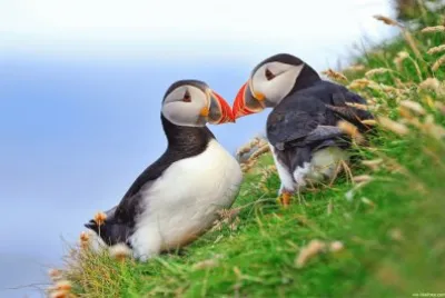 Papagaio do Mar jigsaw puzzle