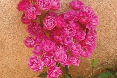 Cacho de Rosas
