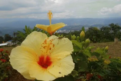 FLOR AMARILLA