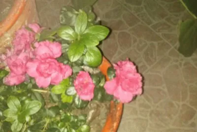 jardin