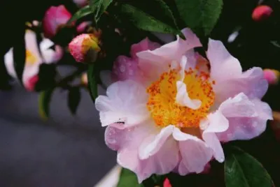 èŒ¶èŠ±