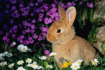 conejo en las flores